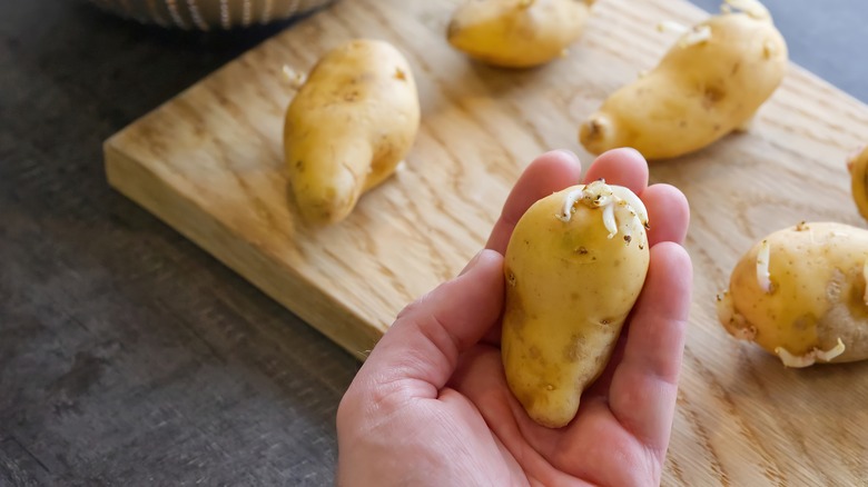 sprouted yellow potatoes