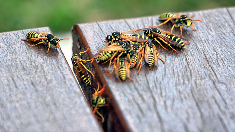 Wasps on wooden table