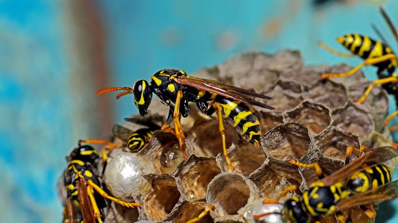 Wasps on a nest