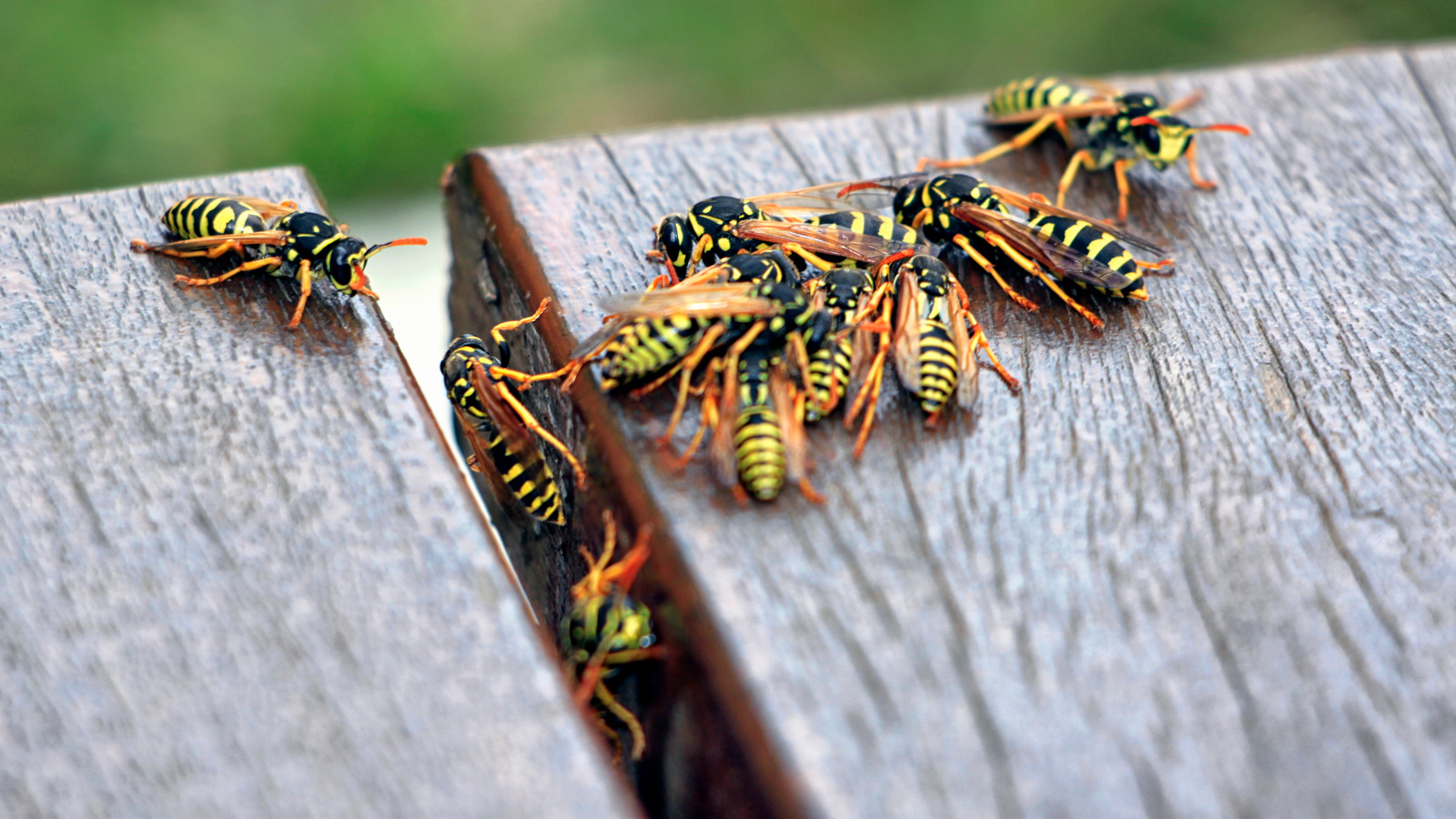 Does Citronella Oil Work To Repel Wasps And Yellowjackets?