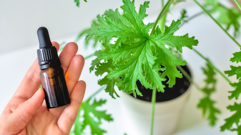 Hand holding citronella oil