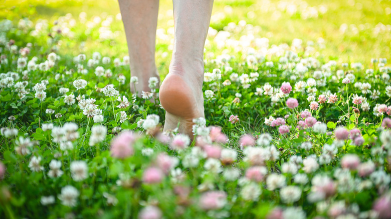 A person walking barefoot through a flowering clover field that's partially in the shade
