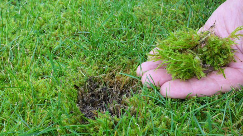 A person pulling out a chunk of moss from a lawn and holding it in their hand