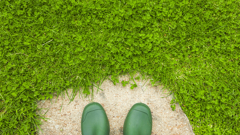 A person standing on a paver with rain boots on in front of a mixed grass and clover lawn