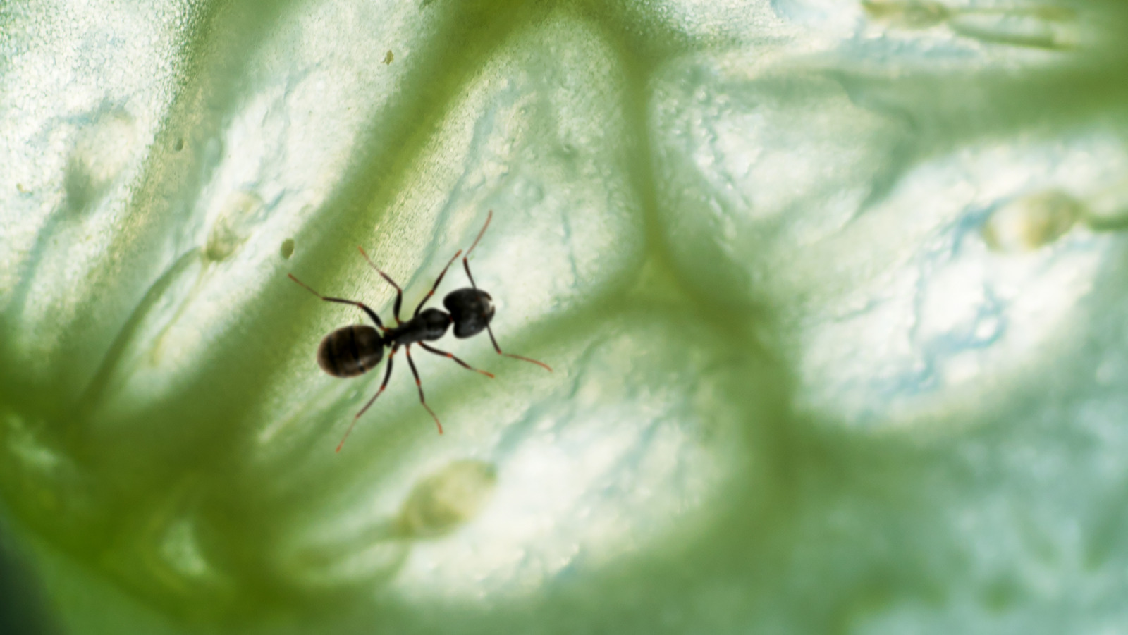 Does Cucumber Really Work As An Effective Ant Repellent?