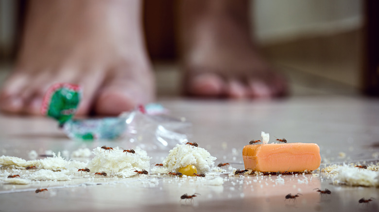ants eating dropped snacks