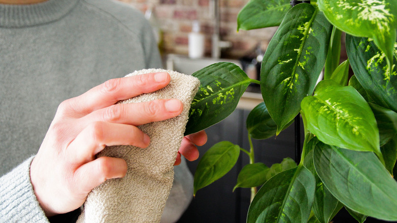 A woman uses a cloth to wipe the leaves of a houseplant