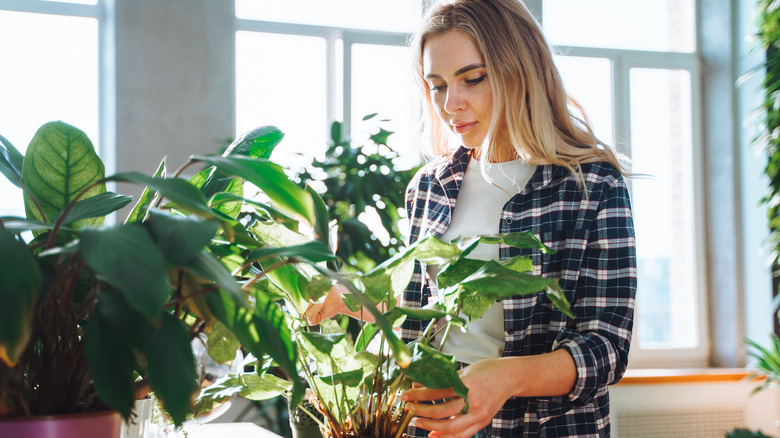Woman wearing plaid tending to houseplants