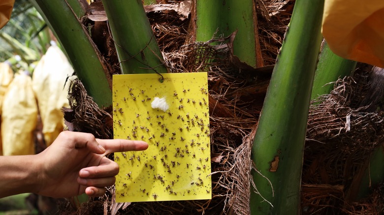 pointing at dead fungus gnats