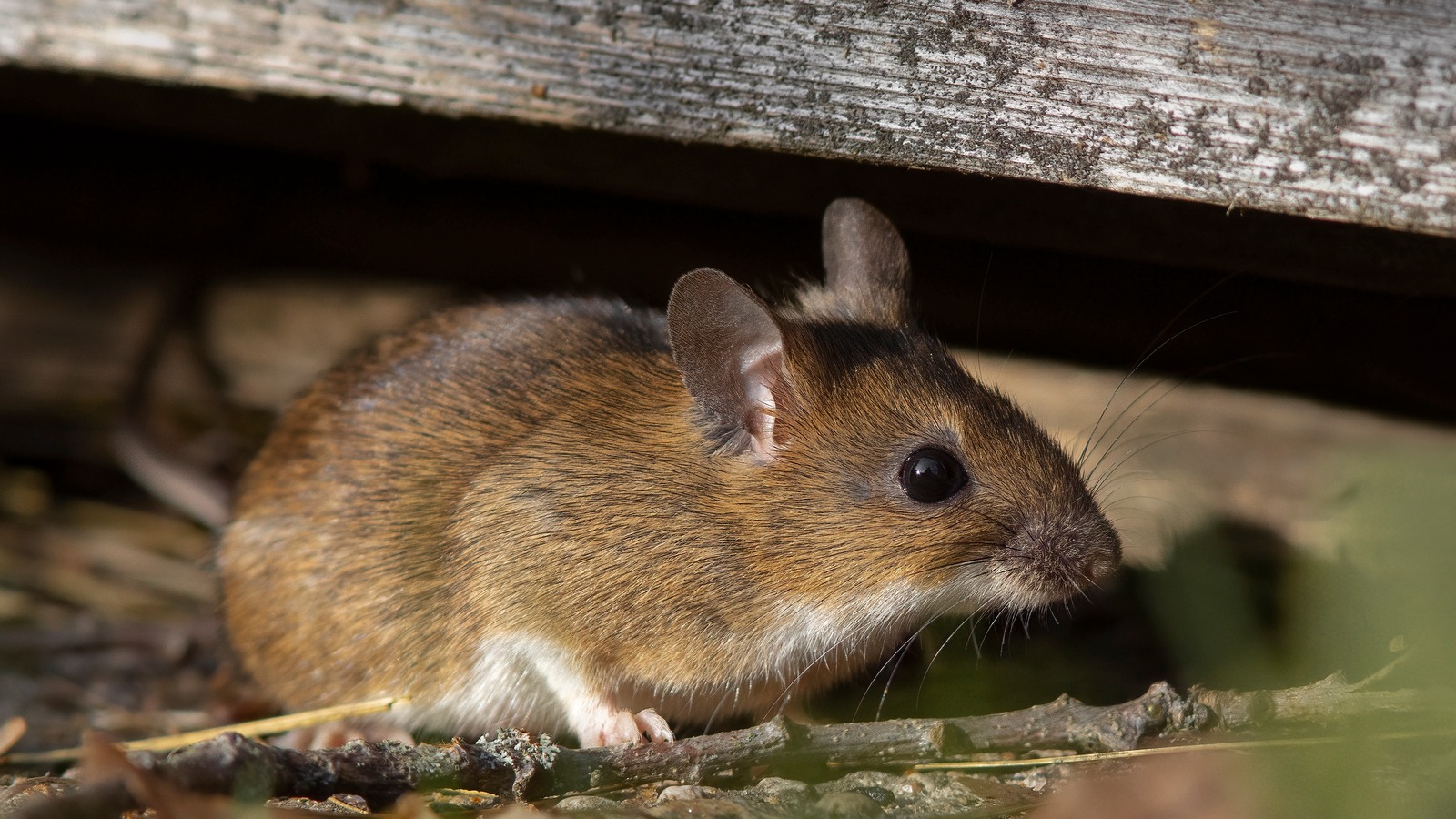 Does Fresh Cab Rodent Repellent Really Keep Mice Out? Here's What