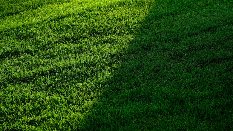 Grass in sun and shade