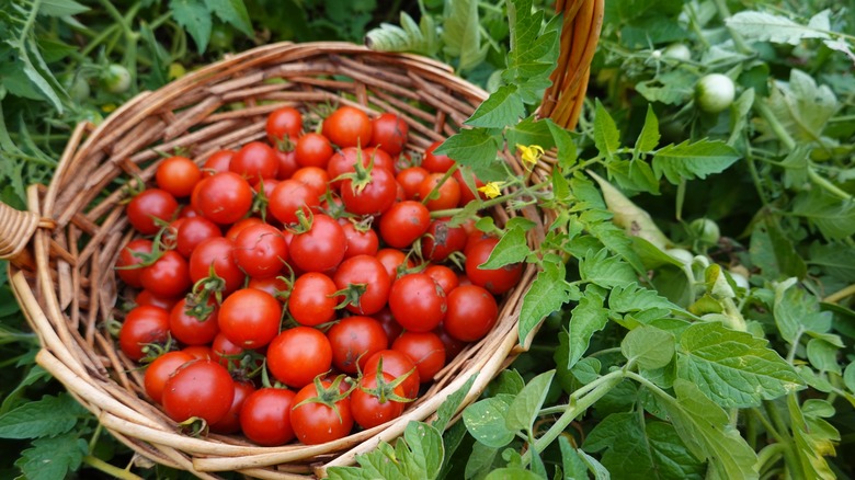 A basket full of freshly picked cherry tomatoes sitting among some tomato plants