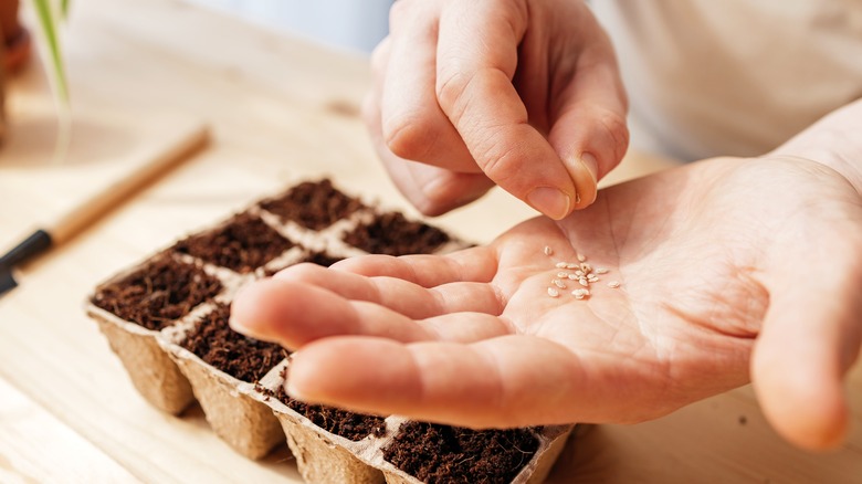 Closeup of a gardeners hands sowing some tomato seeds into a peat-based seedling tray