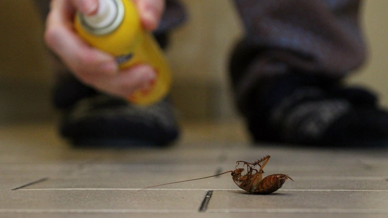 Person spraying a cockroach 