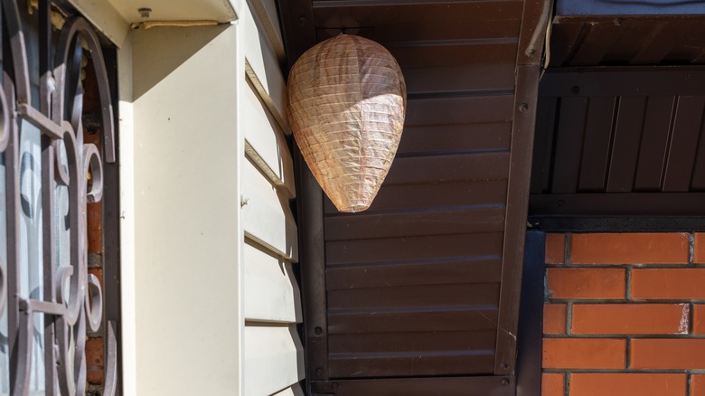 False wasp nest under eaves