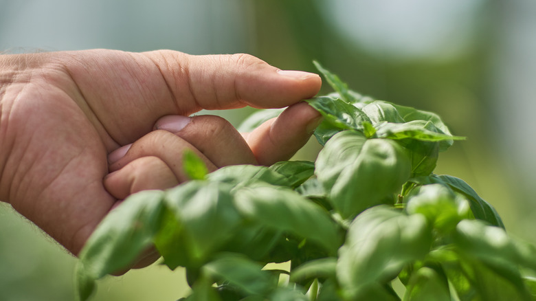 Hand touching a basil plant