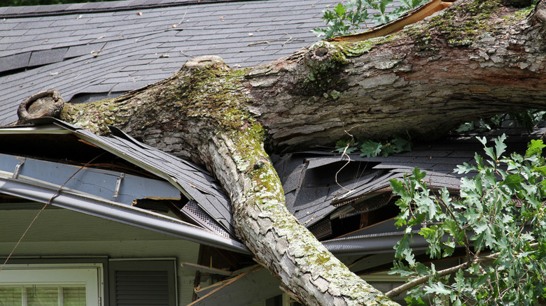 A fallen tree on the roof of a house