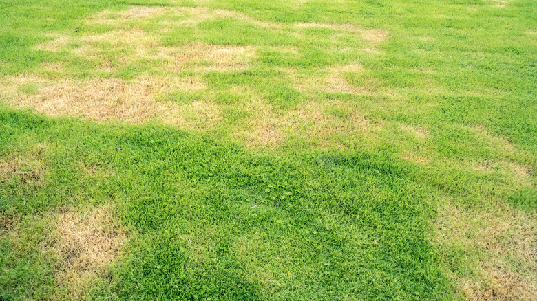 Unhealthy brown patches in grass
