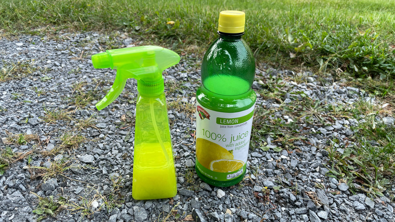 A bottle of lemon juice and a green spray bottle sit on a weed-covered gravel driveway