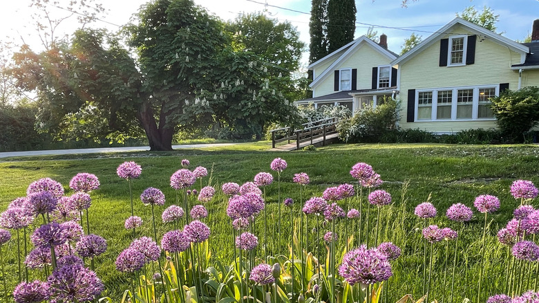 Alliums bloom in front of an old yellow farmhouse