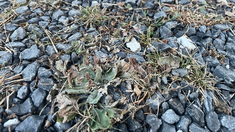 Dried out weeds and grass are spread through gray gravel