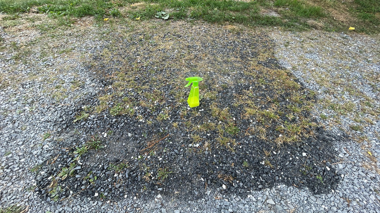 A green spray bottle filled with lemon juice sits on a moist square of gravel that's full of weeds