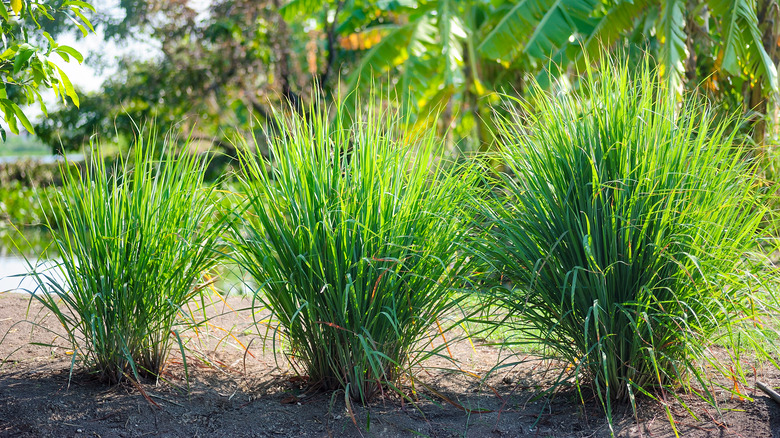 lemongrass growing in the garden