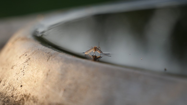 mosquito in barrel of water
