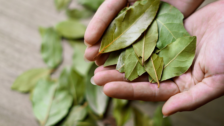 hands holding dried bay leaves