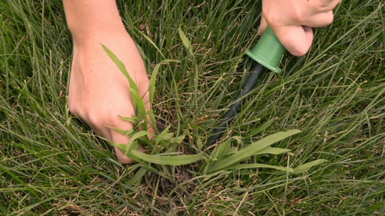 A person using their hands and tools to dig crabgrass out of a lawn