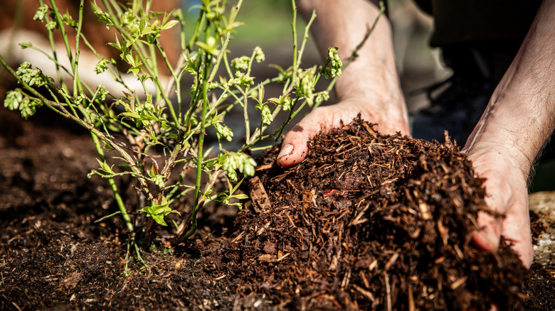 A gardener spreading fine, soily mulch around a young plant