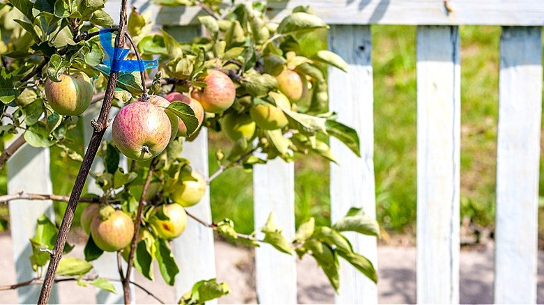 A young apple tree with fruit growing next to a white picket fence