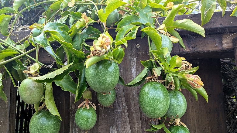 Branches of a passion fruit tree spill over to the other side of a dividing fence