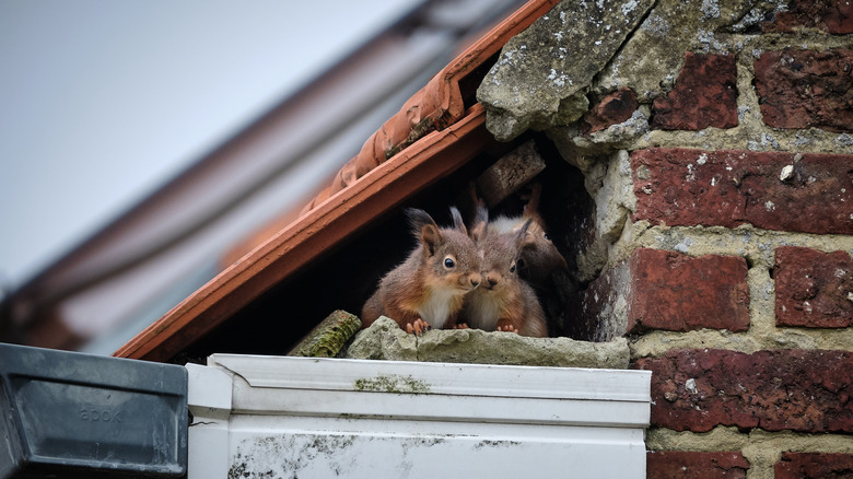 Two squirrels beneath a roof shingle