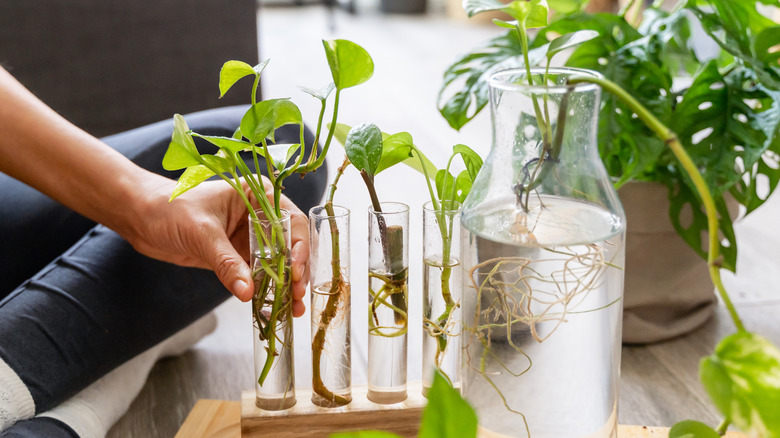 Pothos plant cuttings rooting in water flasks