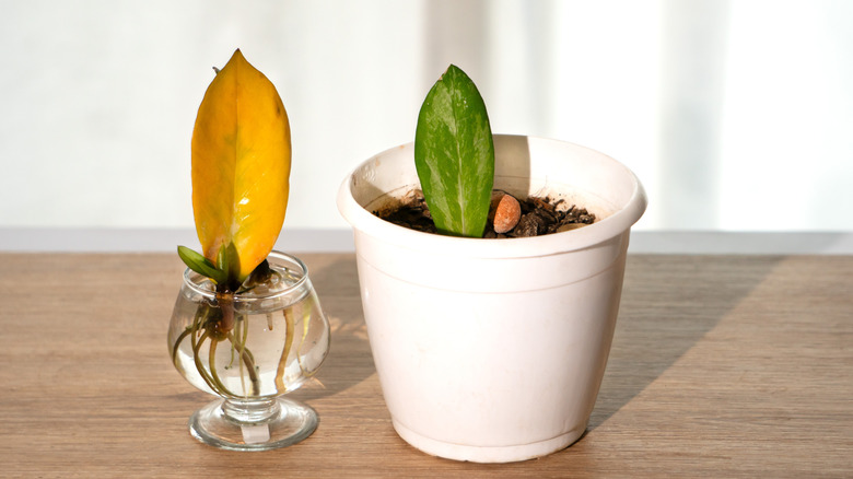 Propagated plants in water and soil pot