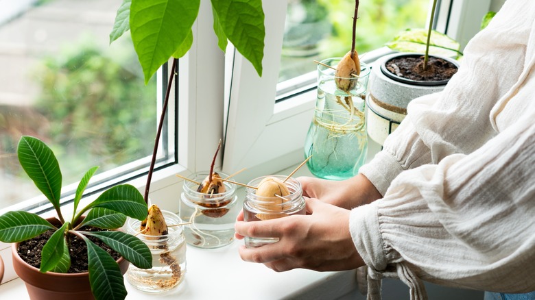 avocado seedlings in jars