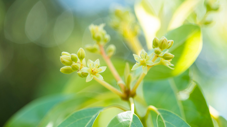 close up of avocado flowers