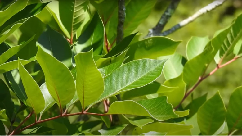 Poison sumac up close