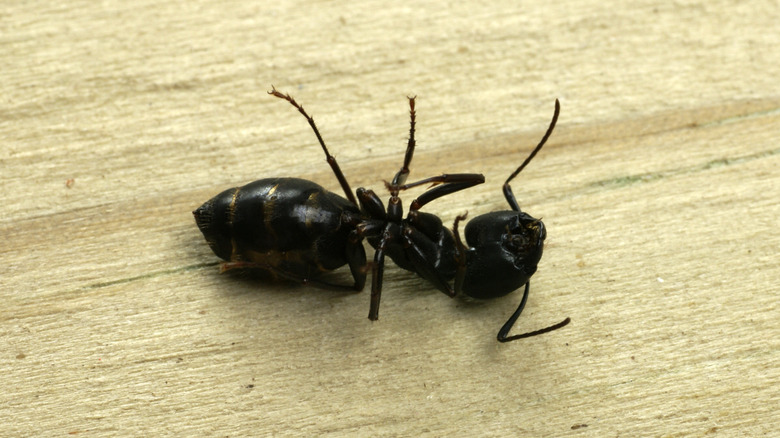A dead carpenter ant on a wooden floor
