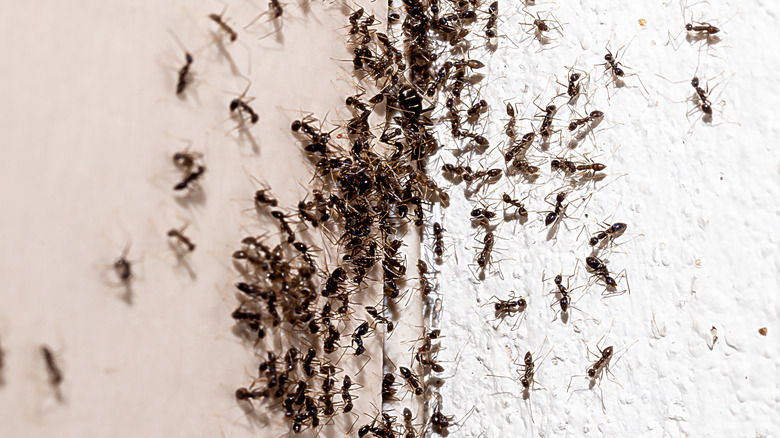 An infestation of ants on a wall inside a house
