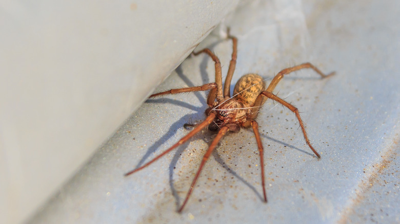 spider crawling around house 