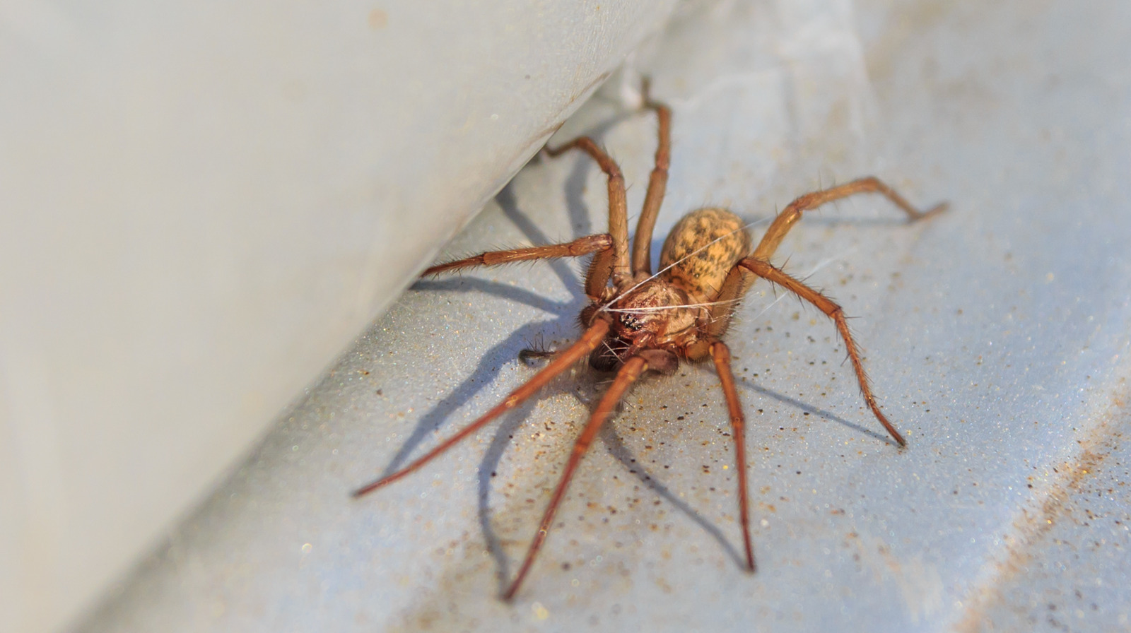 Does Sprinkling Borax Really Kill Spiders?