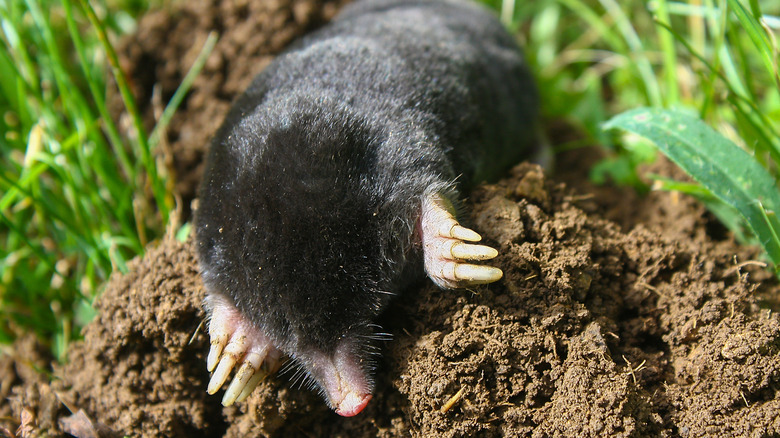 Mole in yard