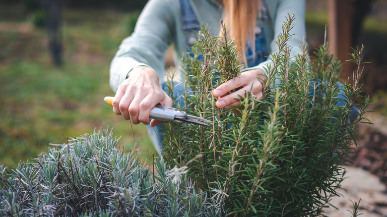 Woman cutting rosemary branches in garden