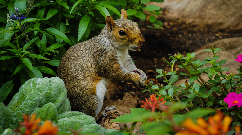 Squirrel in a home garden