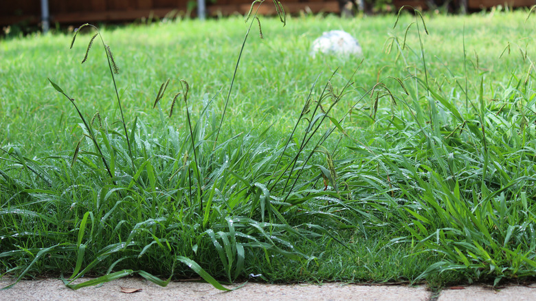 yard overgrown with crabgrass weed