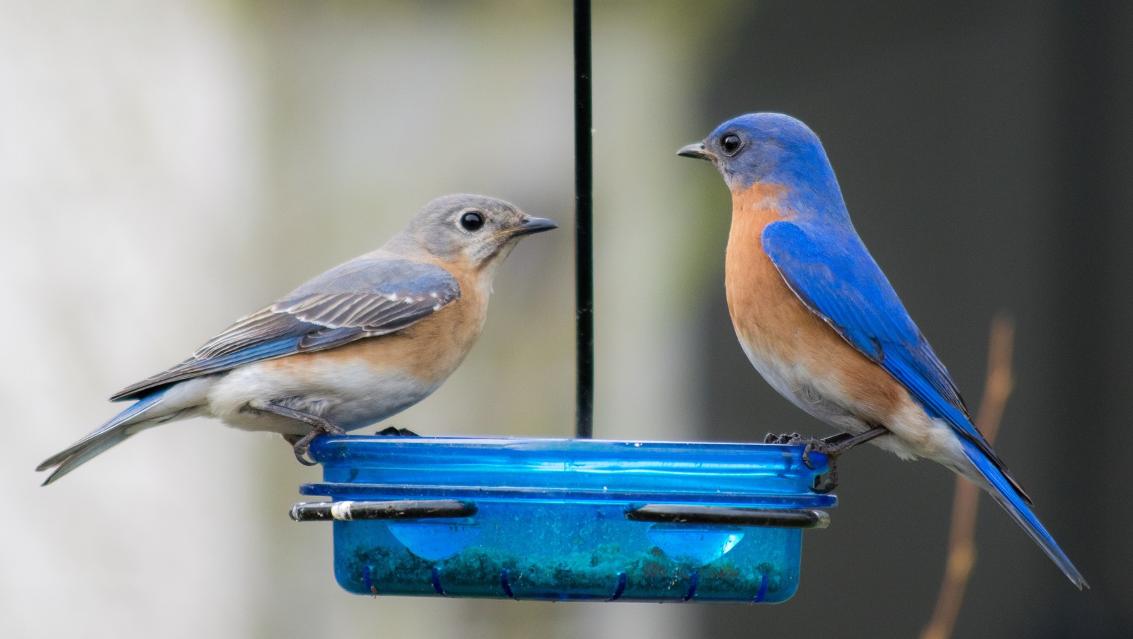 Blue Might Draw Bluebirds' Attention, But Is Not A Long-Term Solution