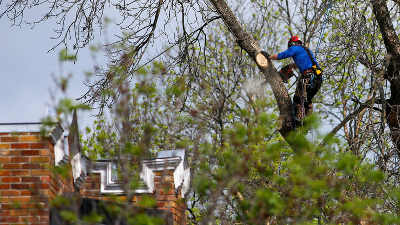 man in a tree cutting off branches that are overhanging a home