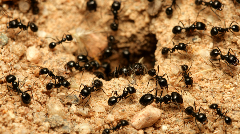 ants in colony